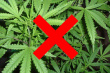 Уголовная ответственность за незаконное культивирование наркосодержащих растений