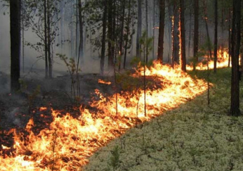 Причина ландшафтных пожаров - человеческий фактор!