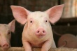 Единственный способ борьбы с африканской чумой свиней – уничтожение заболевших животных!