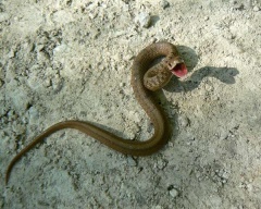 Информация для населения о правилах поведения при встрече со змеями и оказания первой помощи при укусе гадюки
